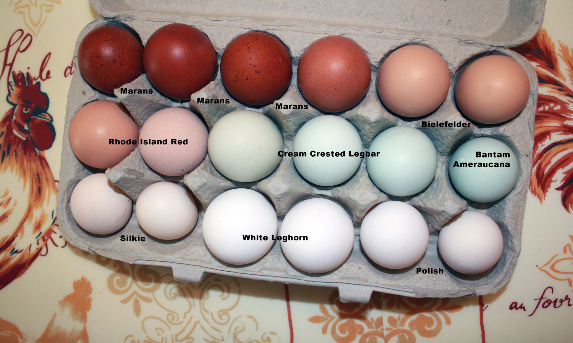 Fertile Hatching Eggs Chick n Eggs