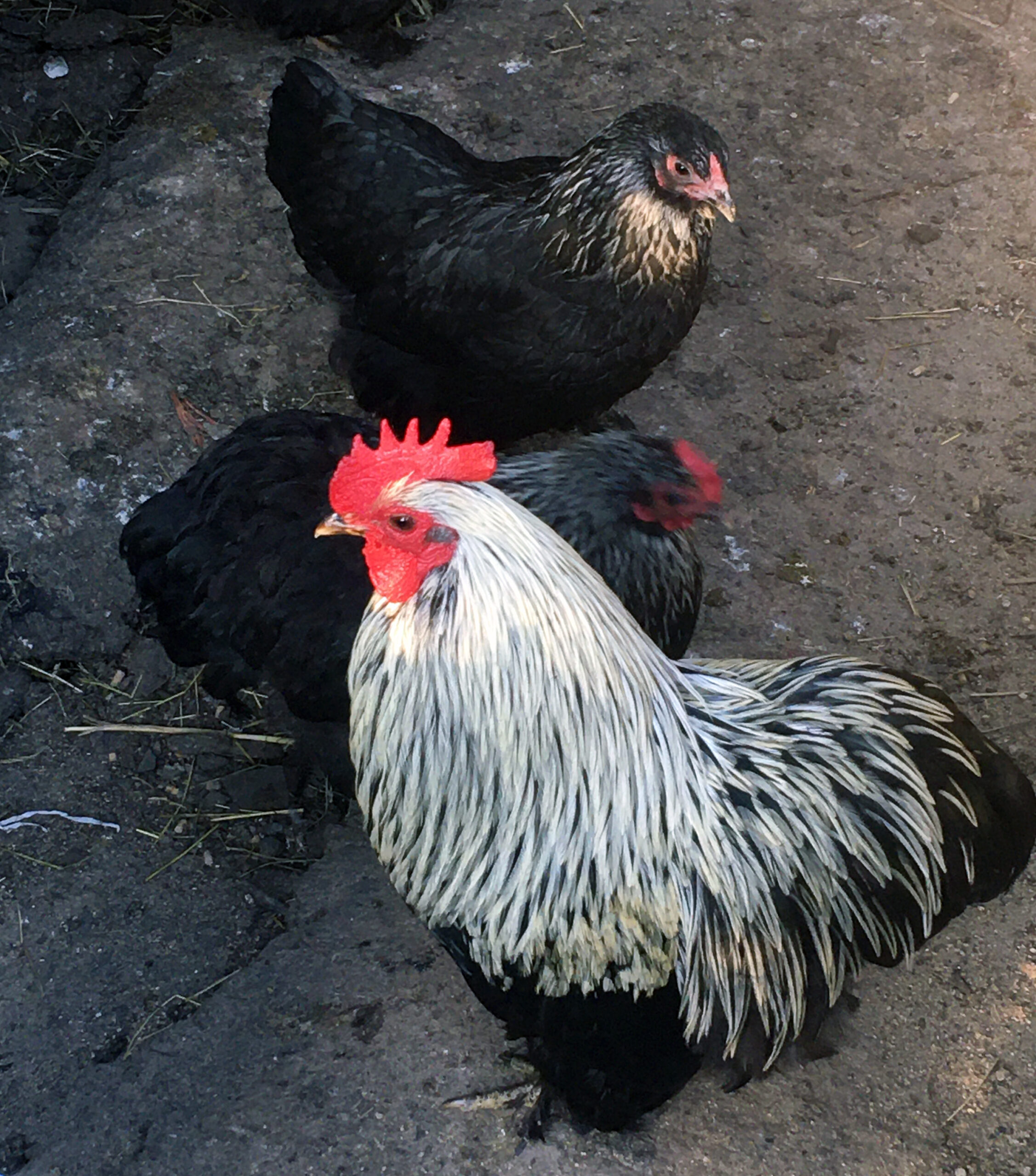 Bantam Birchen Cochin – Chick'n'Eggs