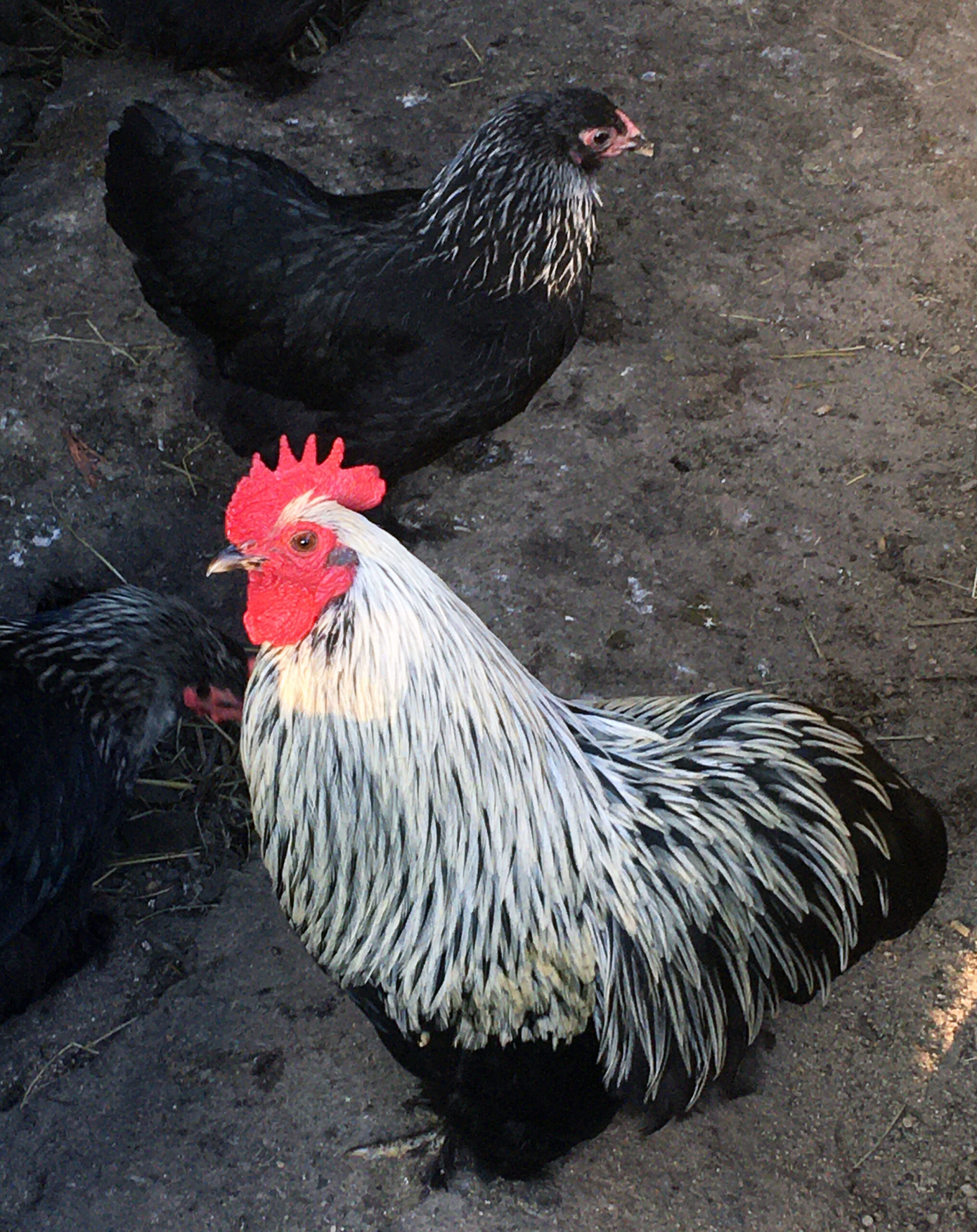 Bantam Birchen Cochin – Chick'n'Eggs